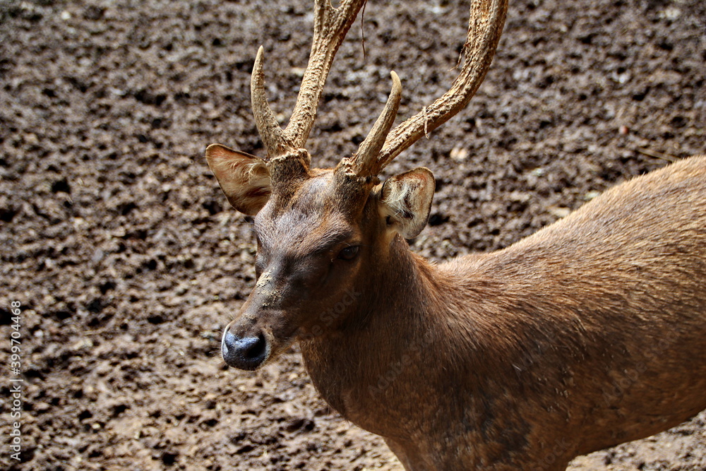 Menjangan or Javanese deer who are active in the wild with a clay background Menjangan or Javanese deer who are active in the wild with a clay background