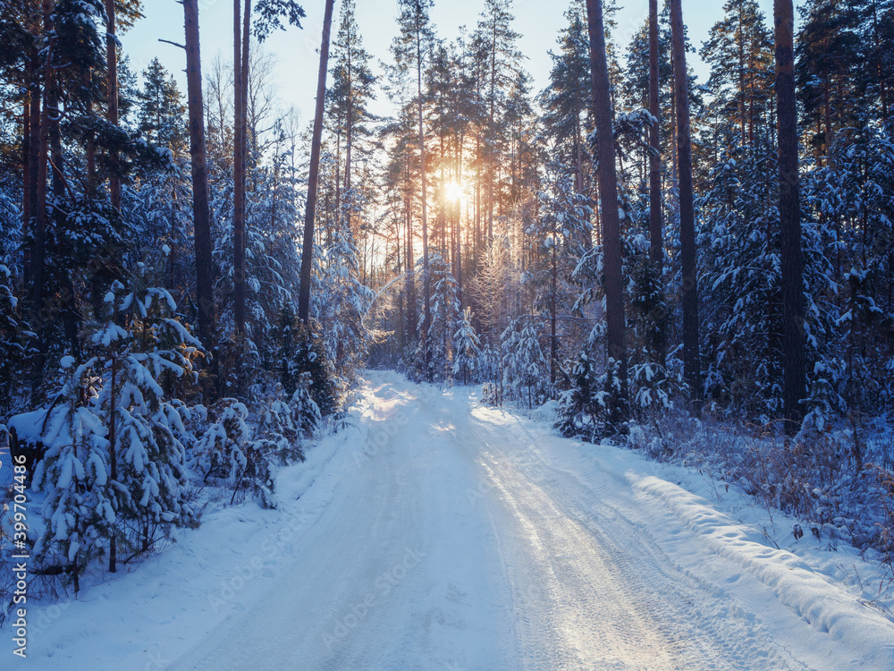 Snowy road and conifer forest on a frosty sunny evening. Winter country road with fir forest in the rays of cold winter Sun. Winter road of free space for your decoration.