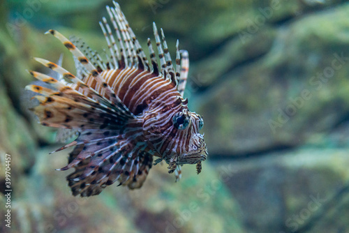Red lionfish or Pterois volitans in wild nature