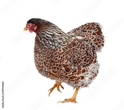 Wyandotte chicken in studio photo