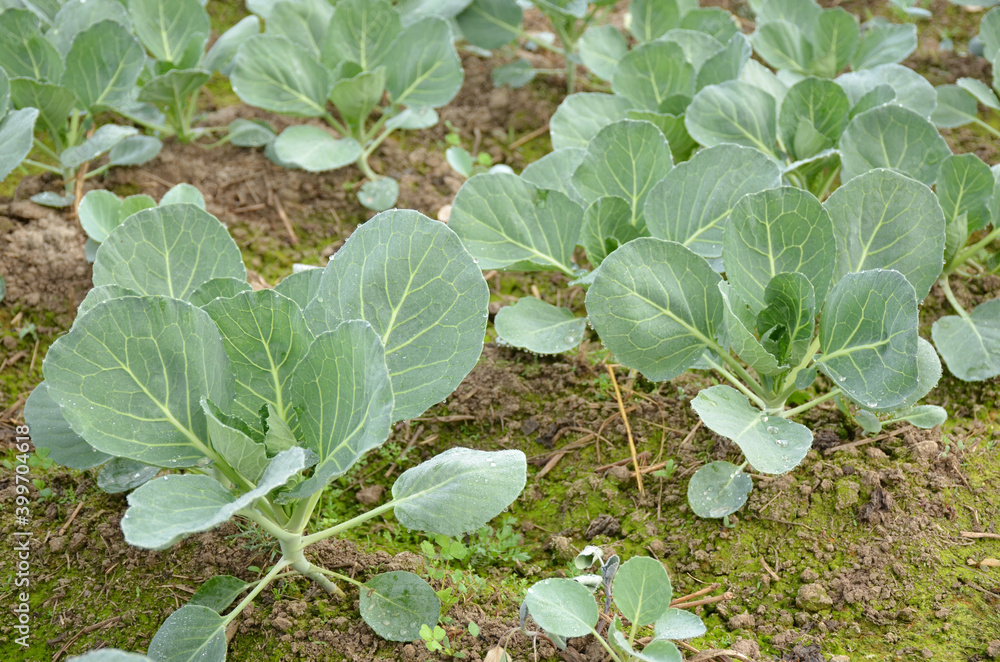 bunch the ripe green cabbage plant seedlings in the garden bunch the ripe green cabbage plant seedlings in the garden