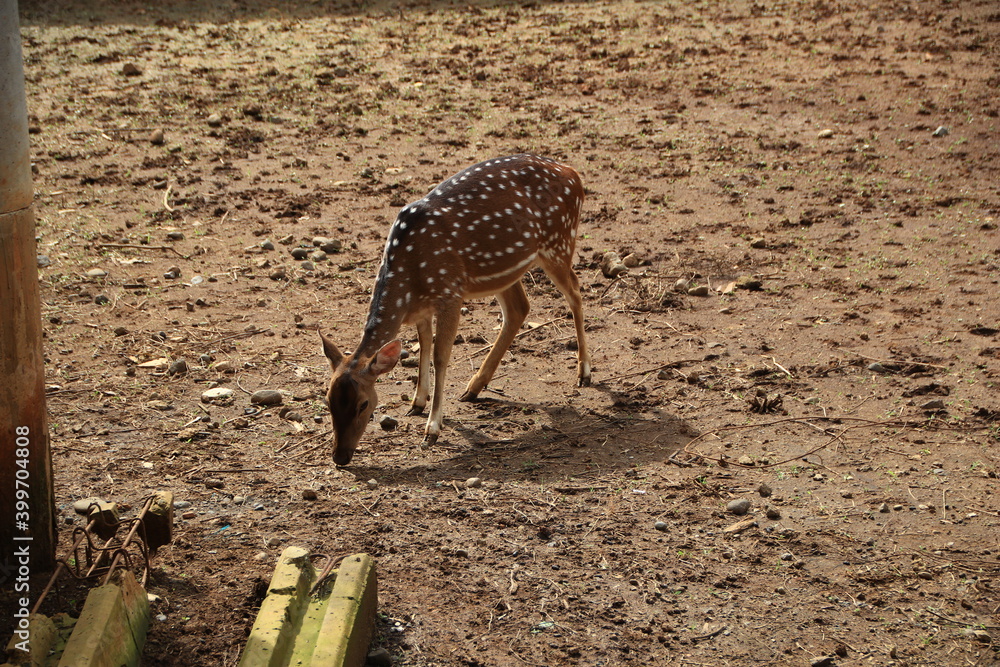 Menjangan or Javanese deer who are active in the wild with a clay background Menjangan or Javanese deer who are active in the wild with a clay background