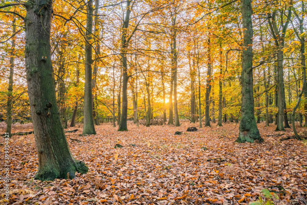Sherwood forest in autumn season. England