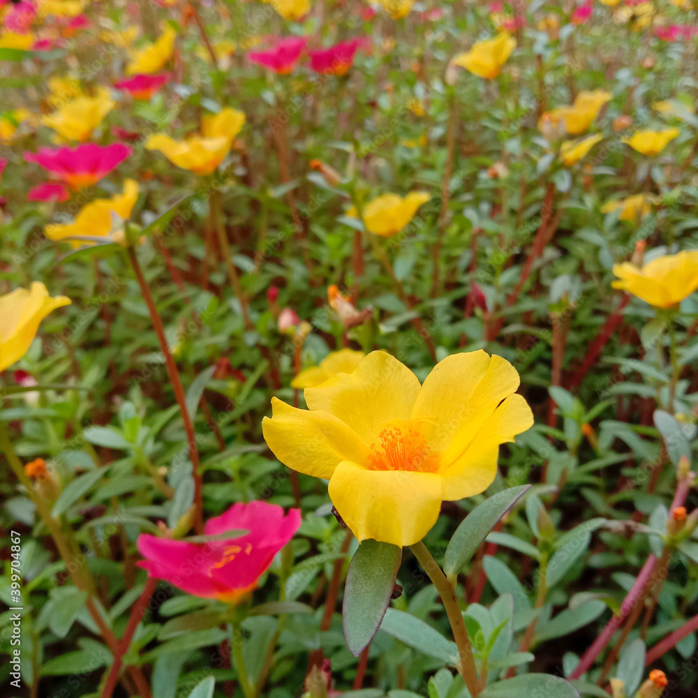 Portulaca flowers are yellow and red. Also known as Moss Rose or Purslane Portulaca flowers are yellow and red. Also known as Moss Rose or Purslane