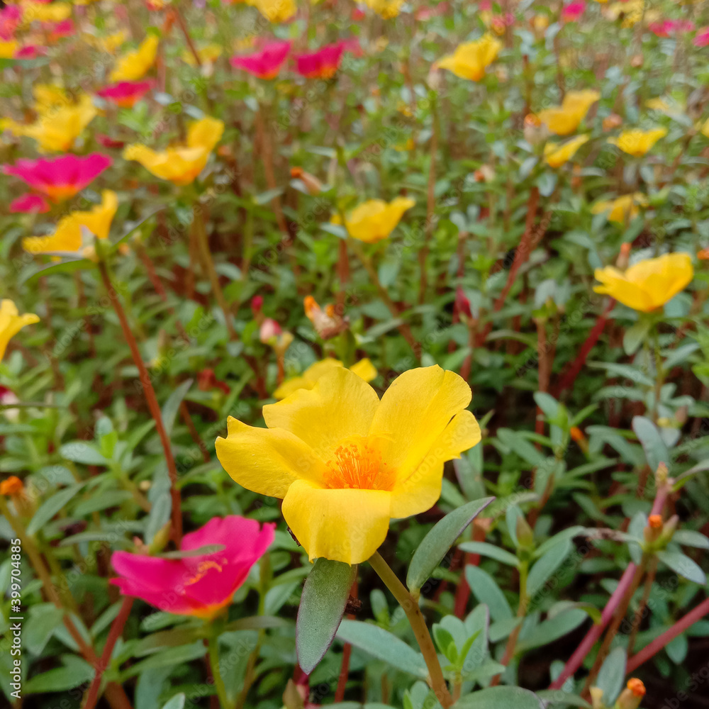 Portulaca flowers are yellow and red. Also known as Moss Rose or Purslane Portulaca flowers are yellow and red. Also known as Moss Rose or Purslane