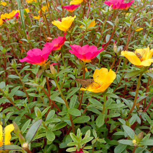 Yellow and red Portulaca flowers are plagued by beetles and butterflies. Also known as Moss Rose or Purslane © Wawan