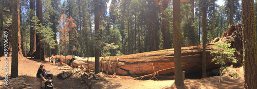 giant redwood fell