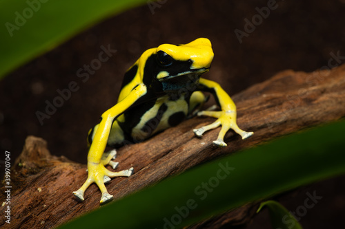 Closeup of a dyeing poison dart frog "Regina" on leaf litter
