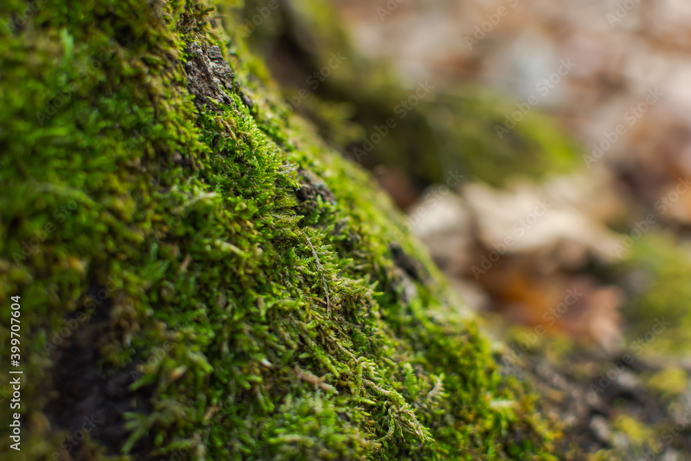 The texture of moss on a tree close-up. Natural green background. Soft focus, shallow depth of field, blurred forest background. varieties of tree moss. Forest after rain. Copy space The texture of moss on a tree close-up. Natural green background. Soft focus, shallow depth of field, blurred forest background. varieties of tree moss. Forest after rain. Copy space