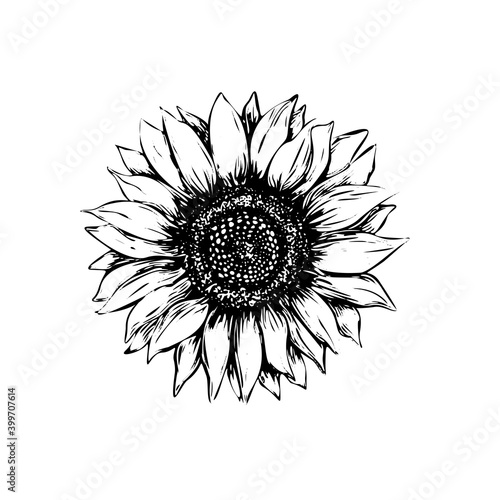 Sunflower vector illustration in sketch style. Black outline on a white background. Hand drawing.