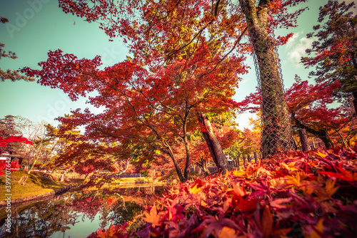 Colorful Japanese maple leaves in Nara Park, Nara, Japan