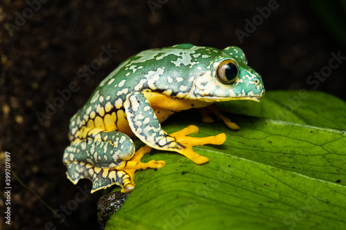 Closeup of a fringed treefrog on a plant