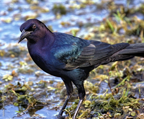 Male boat-tailed grackle standing in marsh.