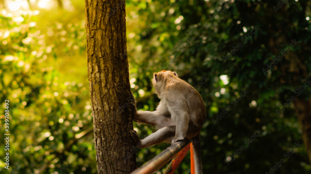 Obraz premium The monkey is sitting on the railing in a funny pose on the background of forest - Image