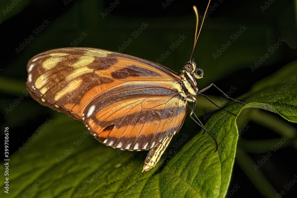 Obraz premium Macro photograph of a orange and brown butterfly.