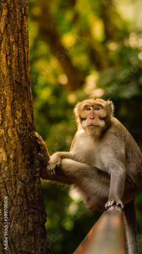 The monkey is sitting on the railing in a funny pose on the background of forest - Image
