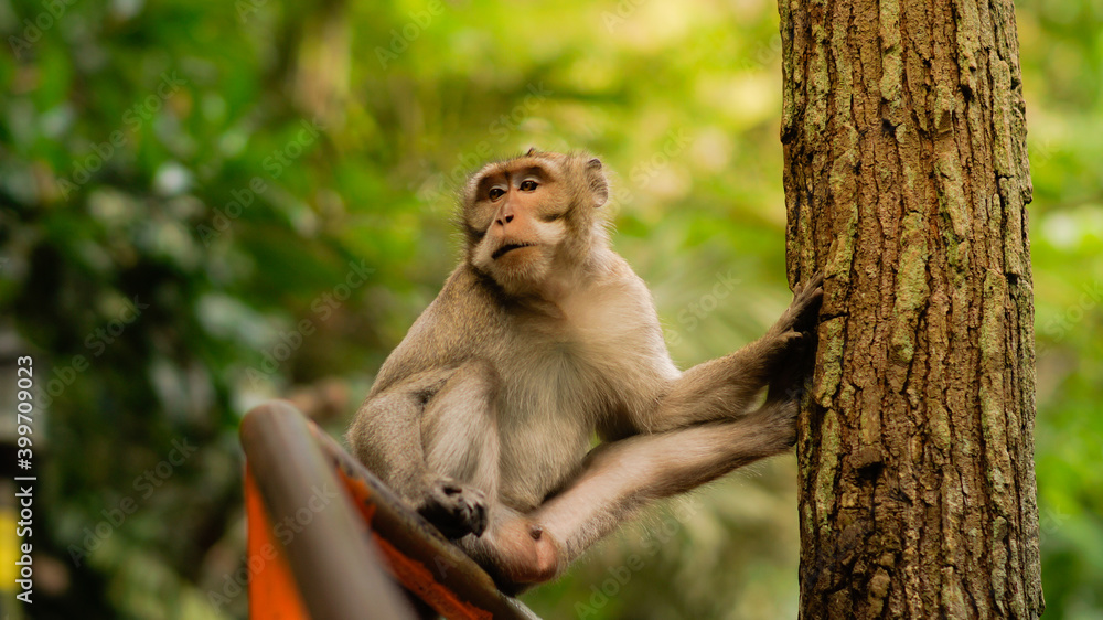 Fototapeta premium The monkey is sitting on the railing in a funny pose on the background of forest - Image