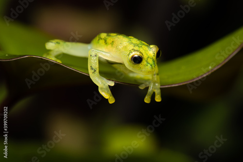 Closeup of a reticulated glass frog on a leaf