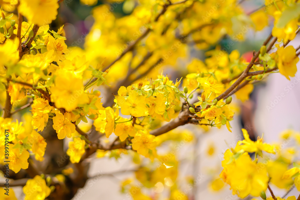 Hoa Mai tree (Ochna Integerrima) flower, traditional lunar new year (Tet holiday) in Vietnam Hoa Mai tree (Ochna Integerrima) flower, traditional lunar new year (Tet holiday) in Vietnam
