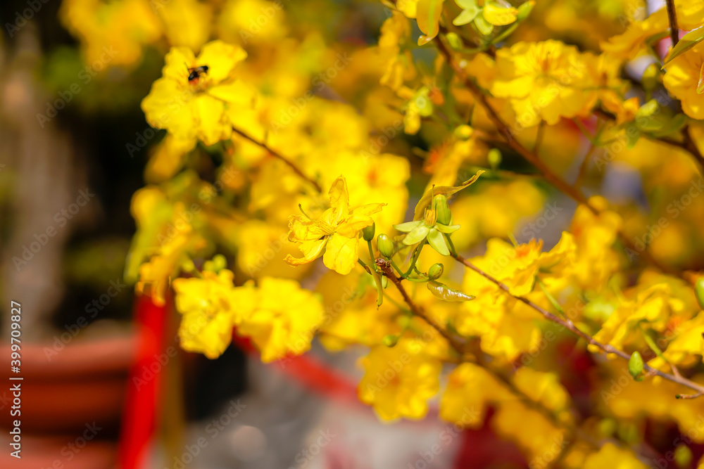 Hoa Mai tree (Ochna Integerrima) flower, traditional lunar new year (Tet holiday) in Vietnam Hoa Mai tree (Ochna Integerrima) flower, traditional lunar new year (Tet holiday) in Vietnam