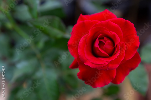 Red rose nature blur background