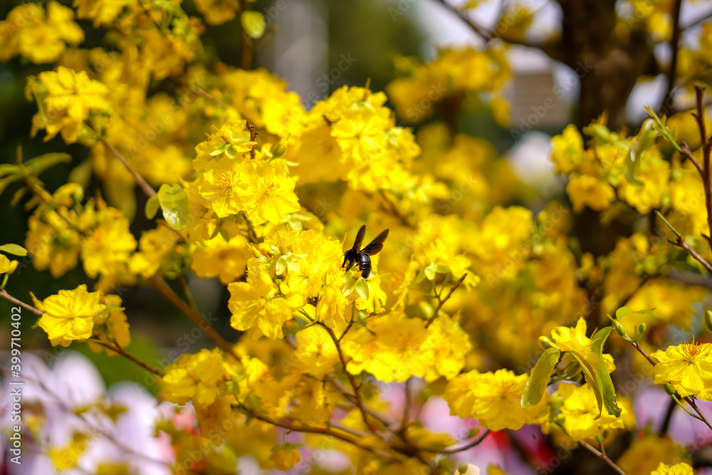 Hoa Mai tree (Ochna Integerrima) flower, traditional lunar new year (Tet holiday) in Vietnam Hoa Mai tree (Ochna Integerrima) flower, traditional lunar new year (Tet holiday) in Vietnam