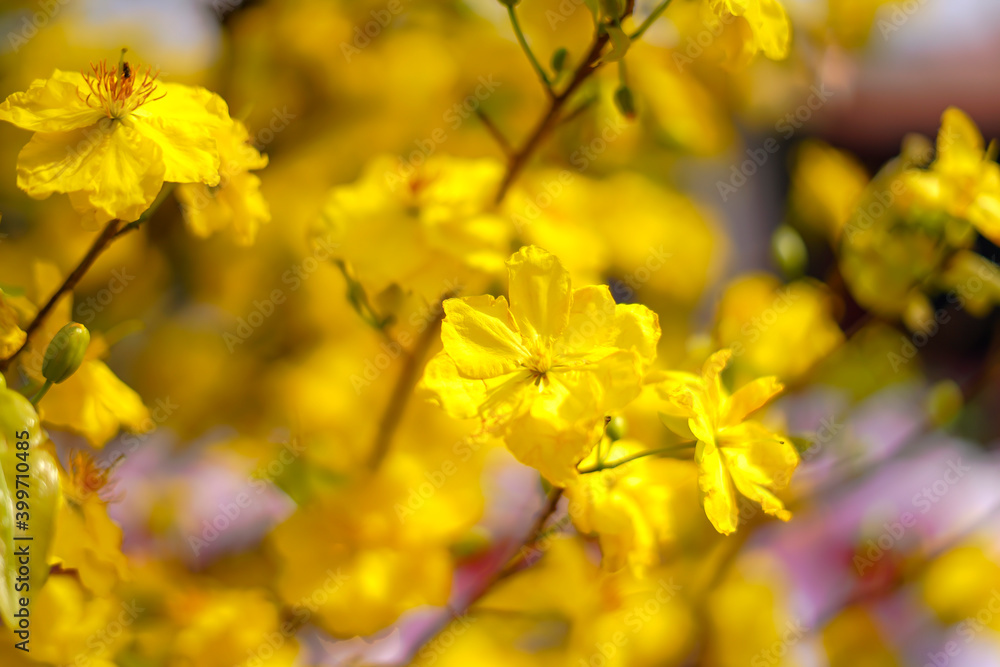 Hoa Mai tree (Ochna Integerrima) flower, traditional lunar new year (Tet holiday) in Vietnam