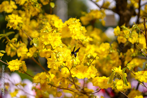 Hoa Mai tree (Ochna Integerrima) flower, traditional lunar new year (Tet holiday) in Vietnam