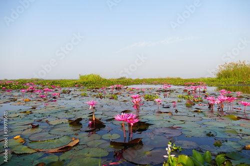 Obraz na plátne photo painting amazingly beautiful blooming lotus flower against the background of blue water and greenery of plants