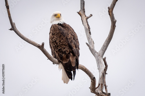 bald eagle in a tree