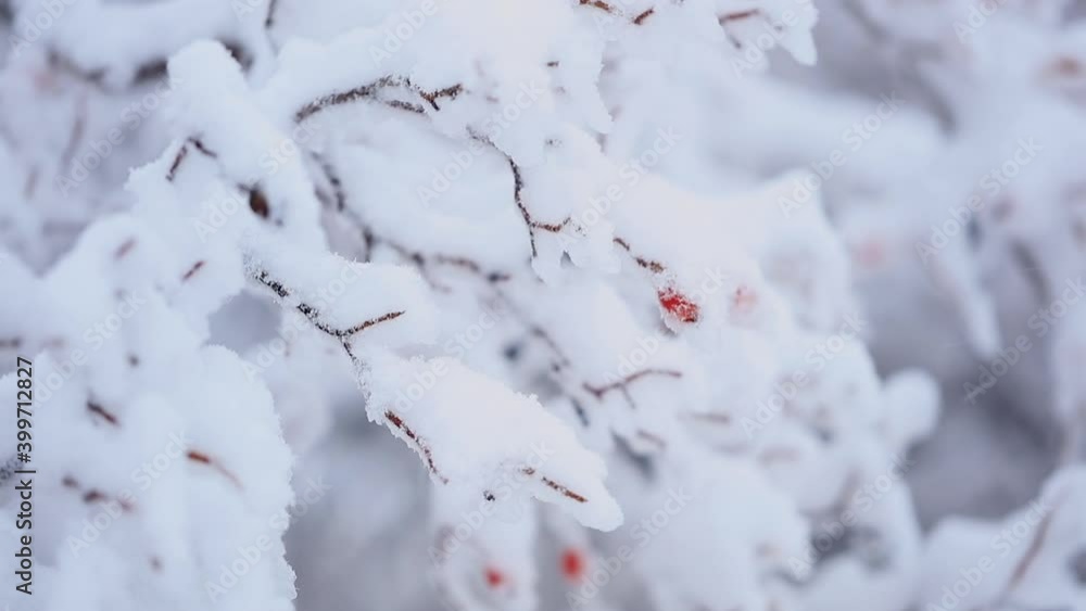 Snowy winter. There is a lot of snow on the branches, the wind shakes slightly. Large selective focus. Snowy winter. There is a lot of snow on the branches, the wind shakes slightly. Large selective focus.