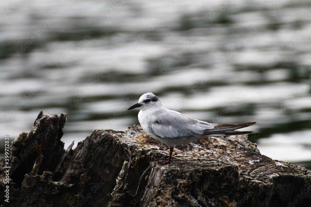Whiskered tern (Chlydonias hybrida) Whiskered tern (Chlydonias hybrida)