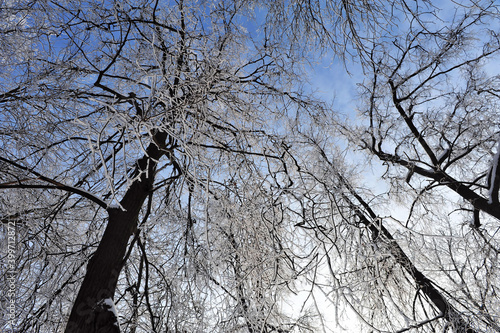 Snow-covered tree branches against the blue sky. Image with selective focus.