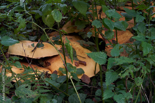 Rare mushroom Phaeolepiota aurea in the forest. Known as golden bootleg or golden cap. Wild mushrooms growing in nettle. photo