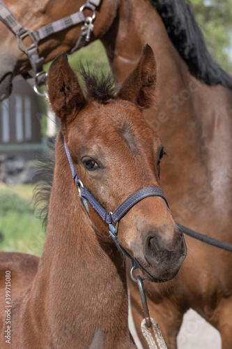 Beautiful brown foal's head with halter in spring. looks aside. foal for the mother
