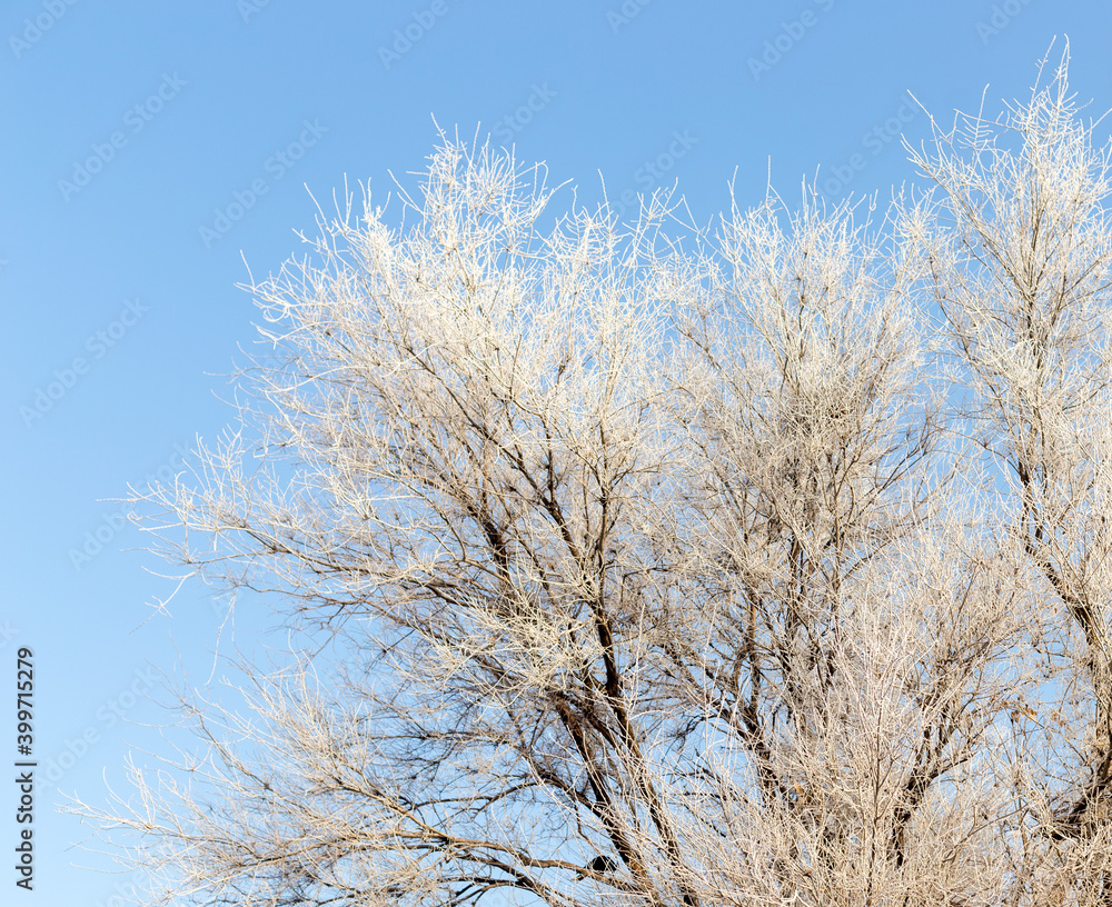 frost on large trees in winter frost on large trees in winter