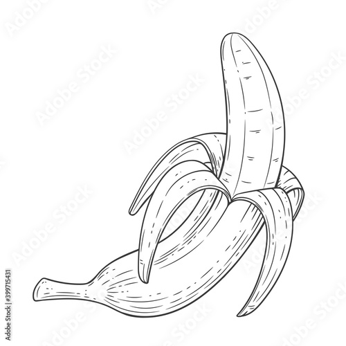 Banana engraved vintage illustration on white background.
