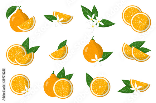 Set of illustrations with tangelo exotic citrus fruits  flowers and leaves isolated on a white background.