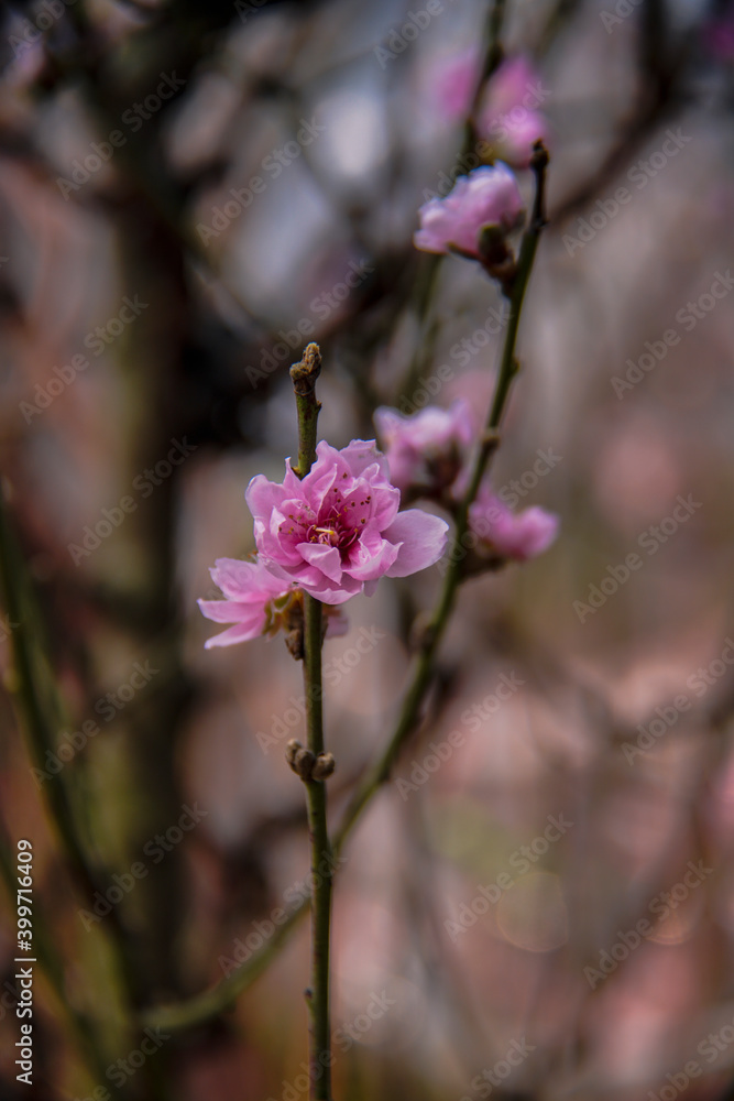 peach blossom or cherry blossom in flower market in Vietnam. In the traditional Tet holiday. peach blossom or cherry blossom in flower market in Vietnam. In the traditional Tet holiday.