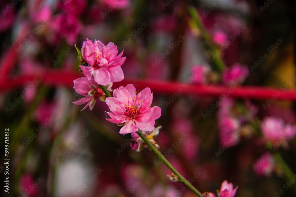 peach blossom or cherry blossom in flower market in Vietnam. In the traditional Tet holiday. peach blossom or cherry blossom in flower market in Vietnam. In the traditional Tet holiday.