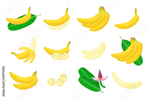Set of illustrations with exotic fruits, flowers and leaves isolated on a white background.