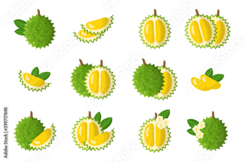 Set of illustrations with exotic fruits, flowers and leaves isolated on a white background.