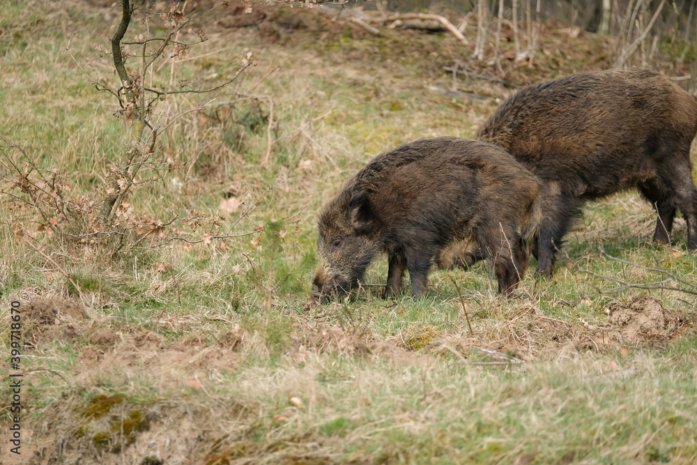 Wild pig with cute piglets eating on grassland with trees Wild pig with cute piglets eating on grassland with trees