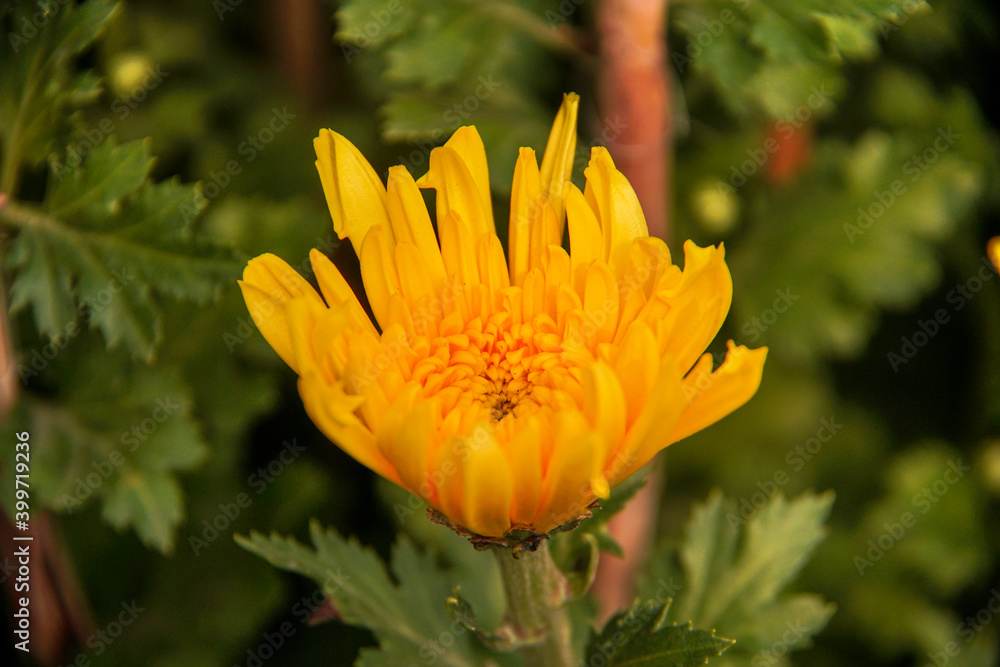 Yellow daisy flower blooming in a street market during Tet, the Lunar New Year in Vietnam