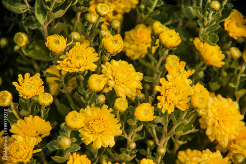 Yellow daisy flower blooming in a street market during Tet  the Lunar New Year in Vietnam