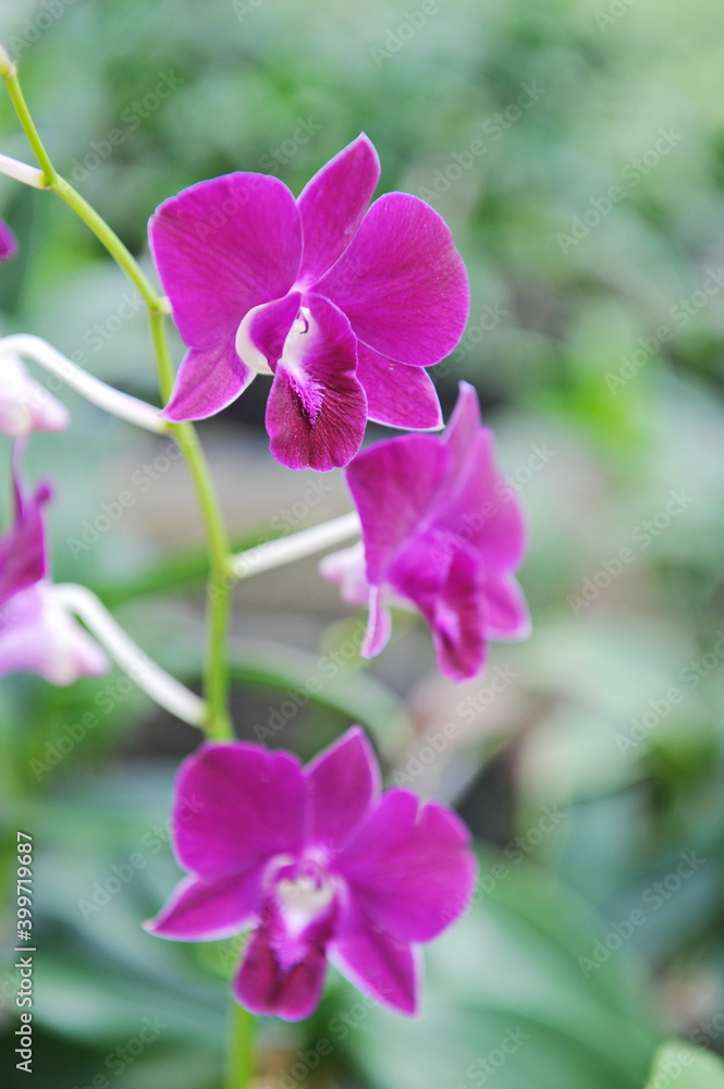 Hainan, China - 08.01.2012 : Orchids are grown year-round under greenhouse conditions Hainan, China - 08.01.2012 : Orchids are grown year-round under greenhouse conditions