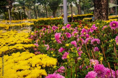 Yellow daisy flower blooming in a street market during Tet, the Lunar New Year in Vietnam