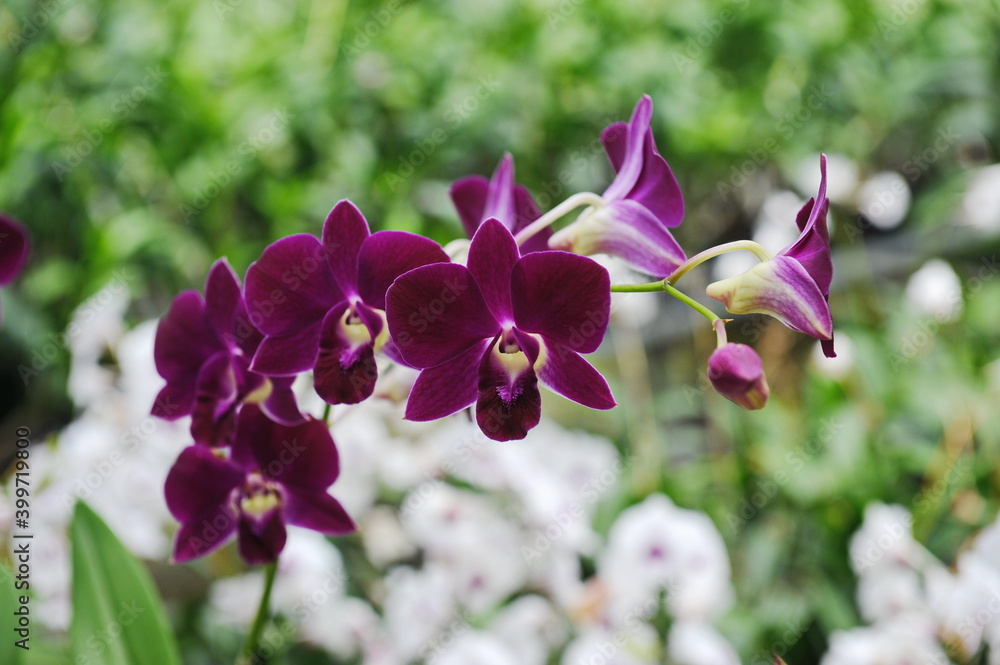 Hainan, China - 08.01.2012 : Orchids are grown year-round under greenhouse conditions Hainan, China - 08.01.2012 : Orchids are grown year-round under greenhouse conditions