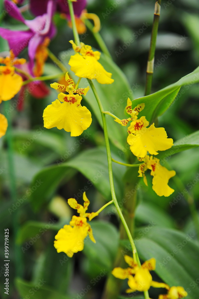 Hainan, China - 08.01.2012 : Orchids are grown year-round under greenhouse conditions Hainan, China - 08.01.2012 : Orchids are grown year-round under greenhouse conditions