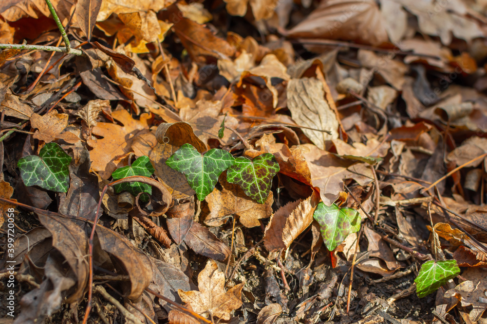green ivy in the autumn forest among the fallen leaves. Natural green-yellow background. Soft focus, shallow depth of field. The bright leaves of the English ivy top view in the warm sunshine. green ivy in the autumn forest among the fallen leaves. Natural green-yellow background. Soft focus, shallow depth of field. The bright leaves of the English ivy top view in the warm sunshine.